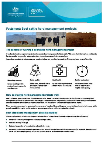 Factsheet: Beef cattle herd management projects